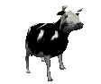 vache-4901a